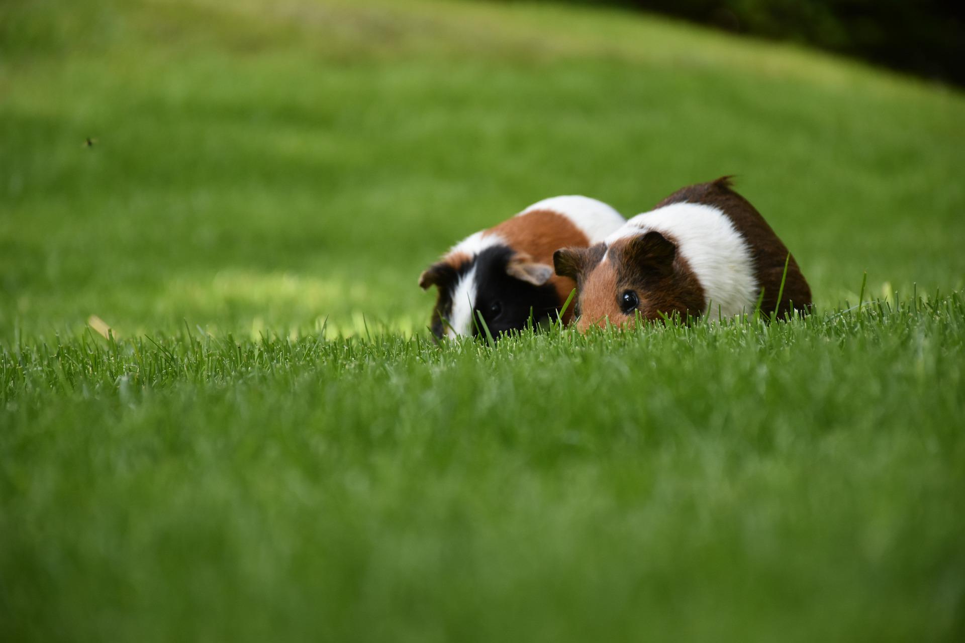 this is a cute pig